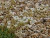 Saxifraga Symons Je...